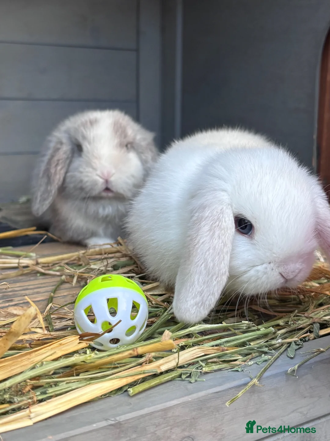 Mini Lop rabbits for sale: Mini Lop Babies - Reserve now - collect from 28/06 - Advert 1