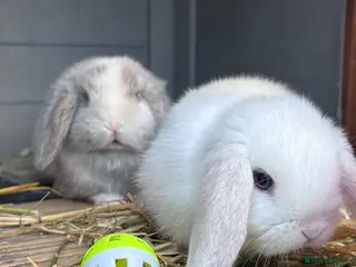 Mini Lop rabbits Mini Lop Babies - Reserve now - collect from 28/06 - Advert 1