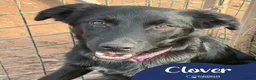 Mixed Breed dogs for adoption: Meet Clover, currently residing in Cheshire  - Advert 1