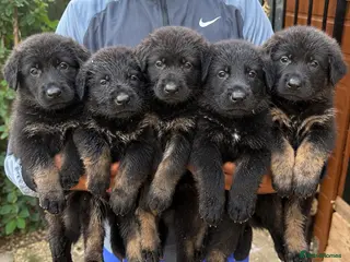 German Shepherd dogs 🐾 Czech Shepherd Puppies – Pure Pedigree 🐾 - Advert 1