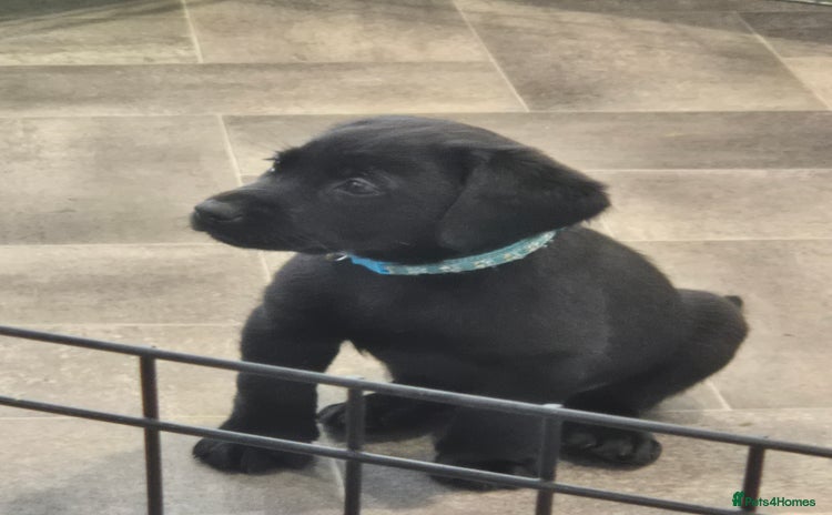 Labrador Retriever dogs - Advert 2
