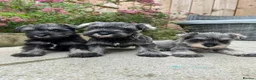 Miniature Schnauzer dogs for sale: 3 Pure Miniature Schnauzers available in Colchester - Advert 7