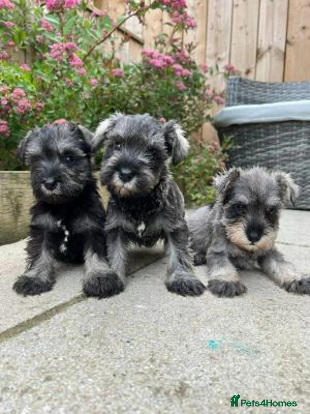 Miniature Schnauzer dogs for sale: 3 Pure Miniature Schnauzers available in Colchester - Advert 7