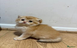 British Shorthair cats for sale: GCCF reg BSH & LH Chocolate & Black Golden Kittens - Image 25