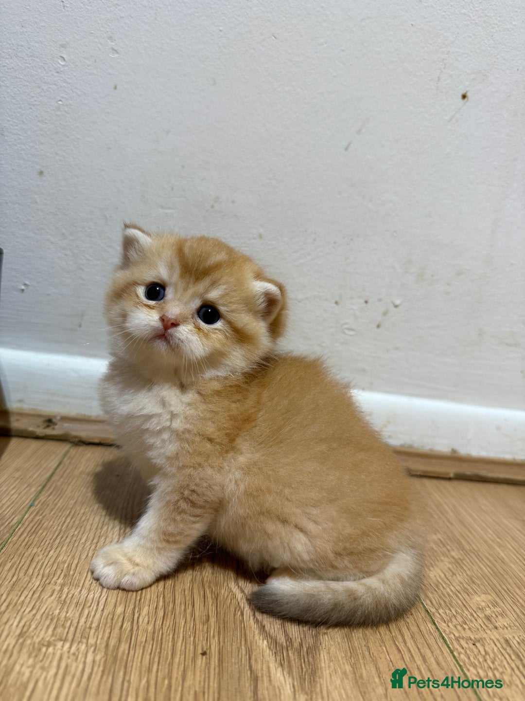 British Shorthair cats for sale: GCCF reg BSH & LH Chocolate & Black Golden Kittens - Image 25