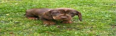 Dachshund Puppy 1