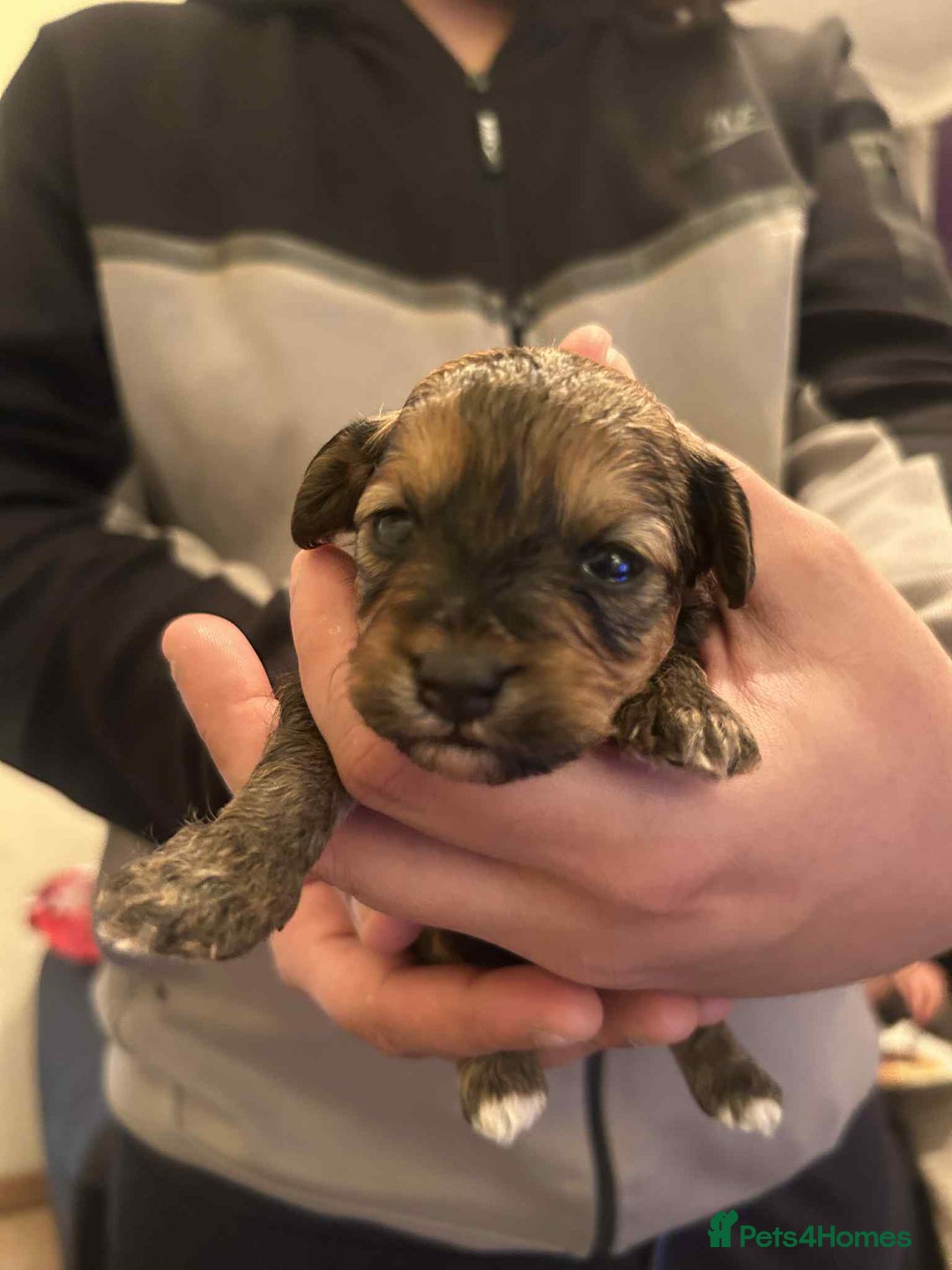 Mixed Breed dogs for sale: Bichon Frise / jackapoo puppies - Image 7