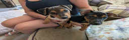 Jack Russell dogs for sale: Ready 10 weeks  Gorgeous bk & tan Jack Russel  - Advert 8