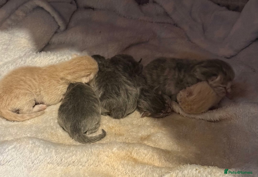 Scottish Fold cats for sale: Scottish fold kittens - Advert 4