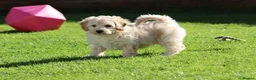 Cavapoochon dogs for sale: Beautiful Cavapoochon puppies for sale - Advert 14
