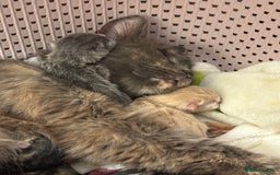 Mixed Breed cats for sale: 6 Beautiful long hair mixed kittens - ready 26/08 - Image 15
