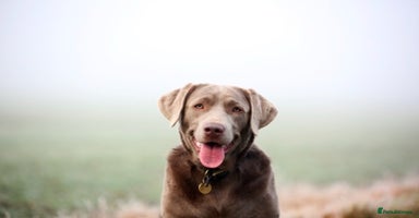 Labrador Retriever dogs - Advert 9