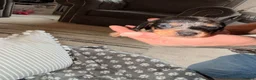 Dachshund dogs for sale: dachshund in Sheerness - Advert 8