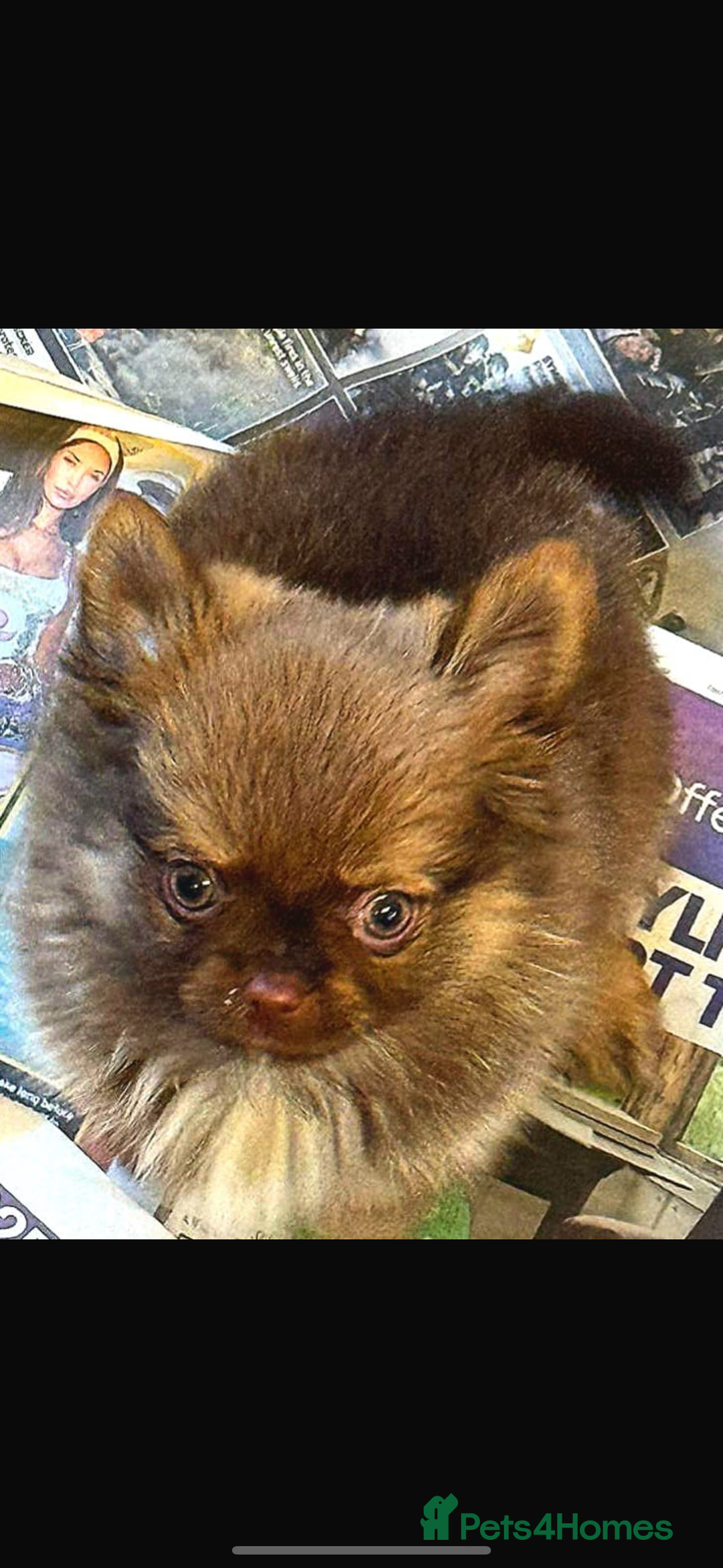 Chihuahua dogs for sale: Chihuahua  - Advert 8