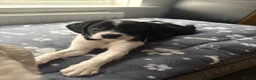 Mixed Breed dogs for sale: CavaCollie Puppy in Sale - Advert 4