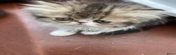 Persian cats for sale: Adorable GCCF registered Persian kittens - Advert 10