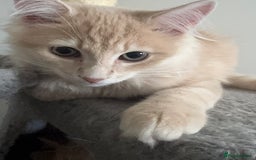 Persian cats for sale: Mink coloured Persian Mixed boys - Image 6