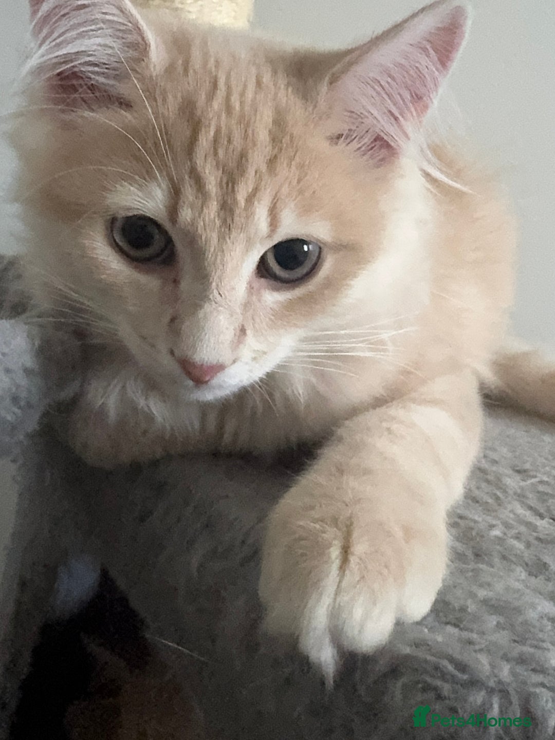 Persian cats for sale: Mink coloured Persian Mixed boys - Image 6