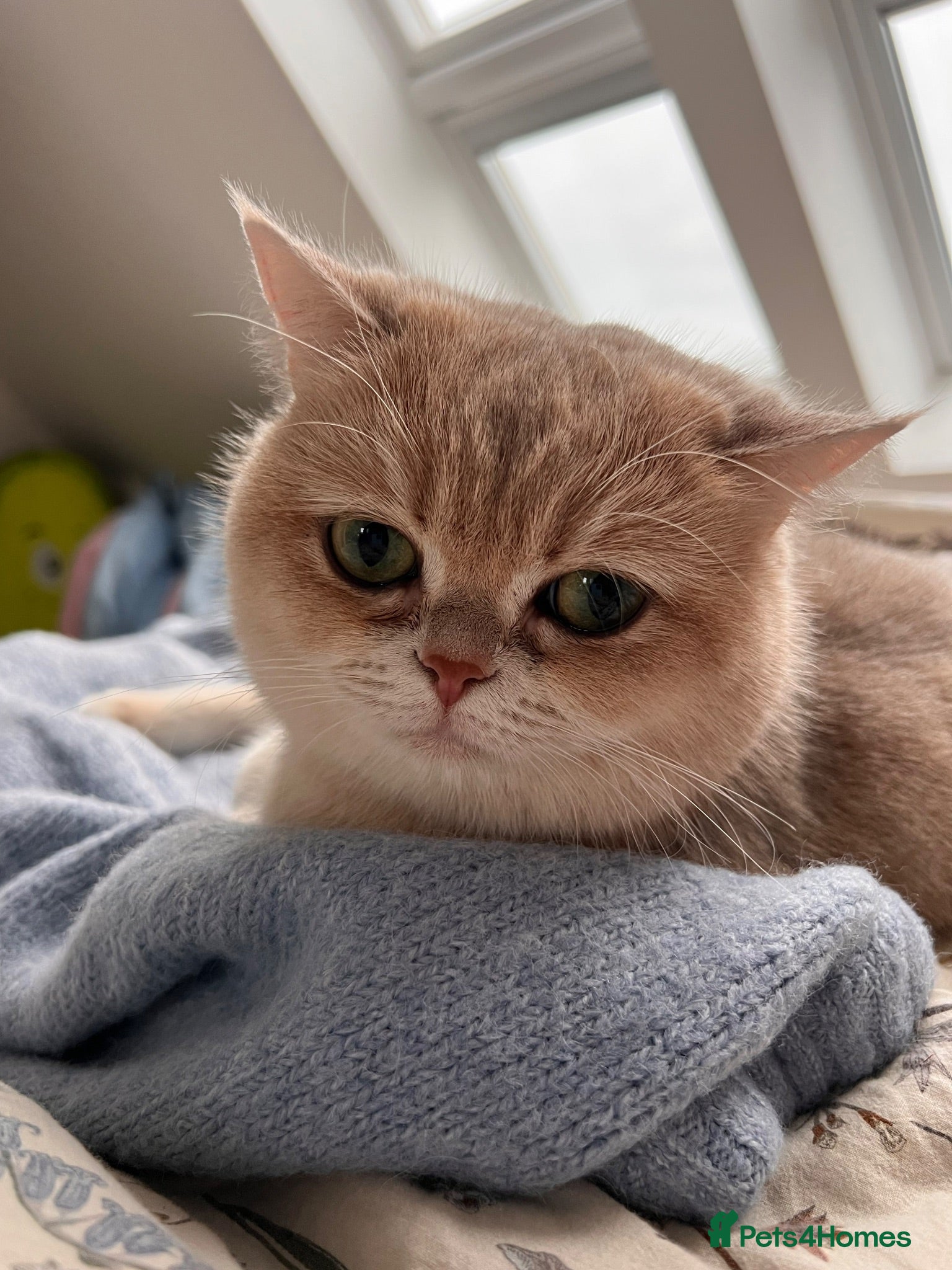 British Shorthair cats Beautiful BSH AY12 Golden Blue Female - Advert 1