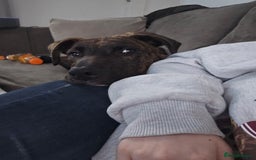 Mixed Breed dogs for sale: Hunt away/Presa Canario - Image 6