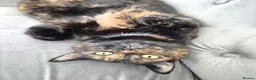 Mixed Breed cats for sale: 5 female cats for sale - Advert 5