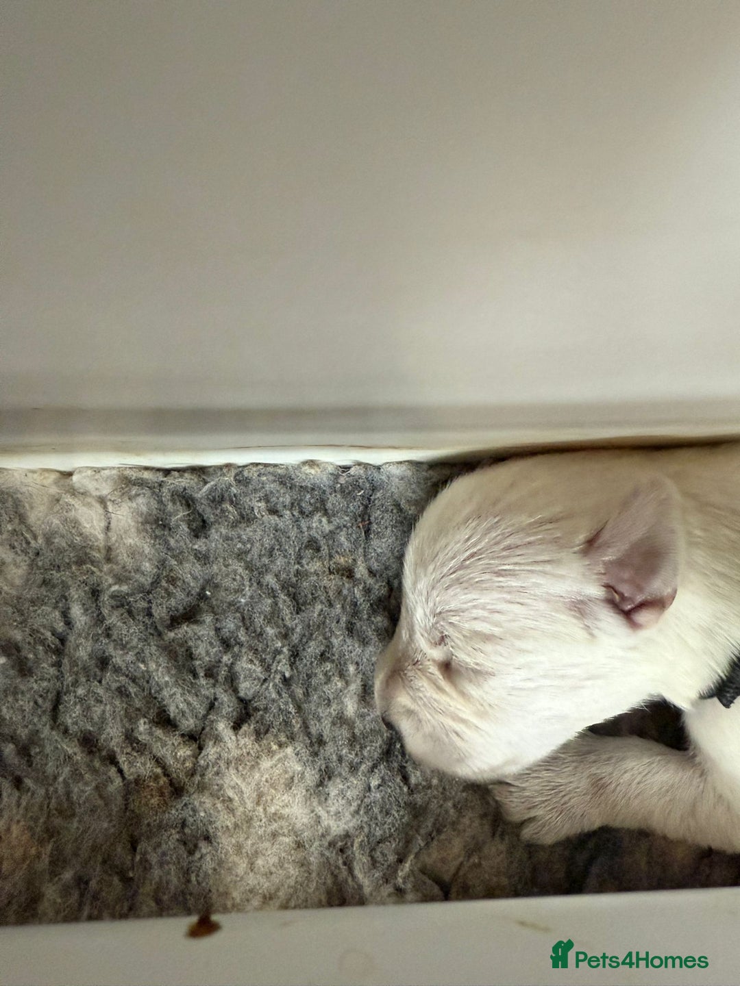 Miniature Schnauzer dogs for sale: 5*KC MINIATURE SCHNAUZER PUPPIES  - Image 10