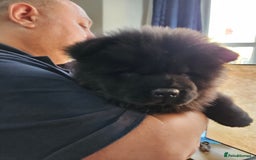 Chow Chow dogs for sale: Chow chow puppies - Image 11