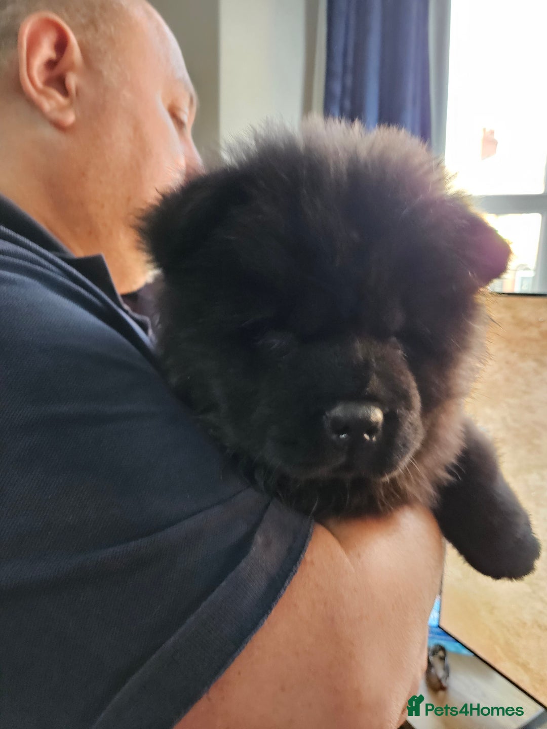 Chow Chow dogs for sale: Chow chow puppies - Image 11