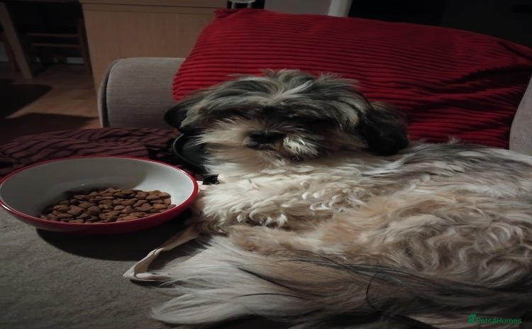 Shih Tzu dogs - Advert 1