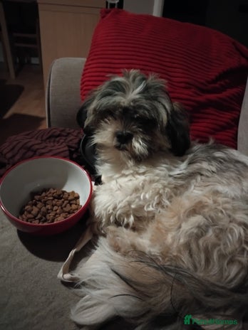 Shih Tzu dogs - Advert 1