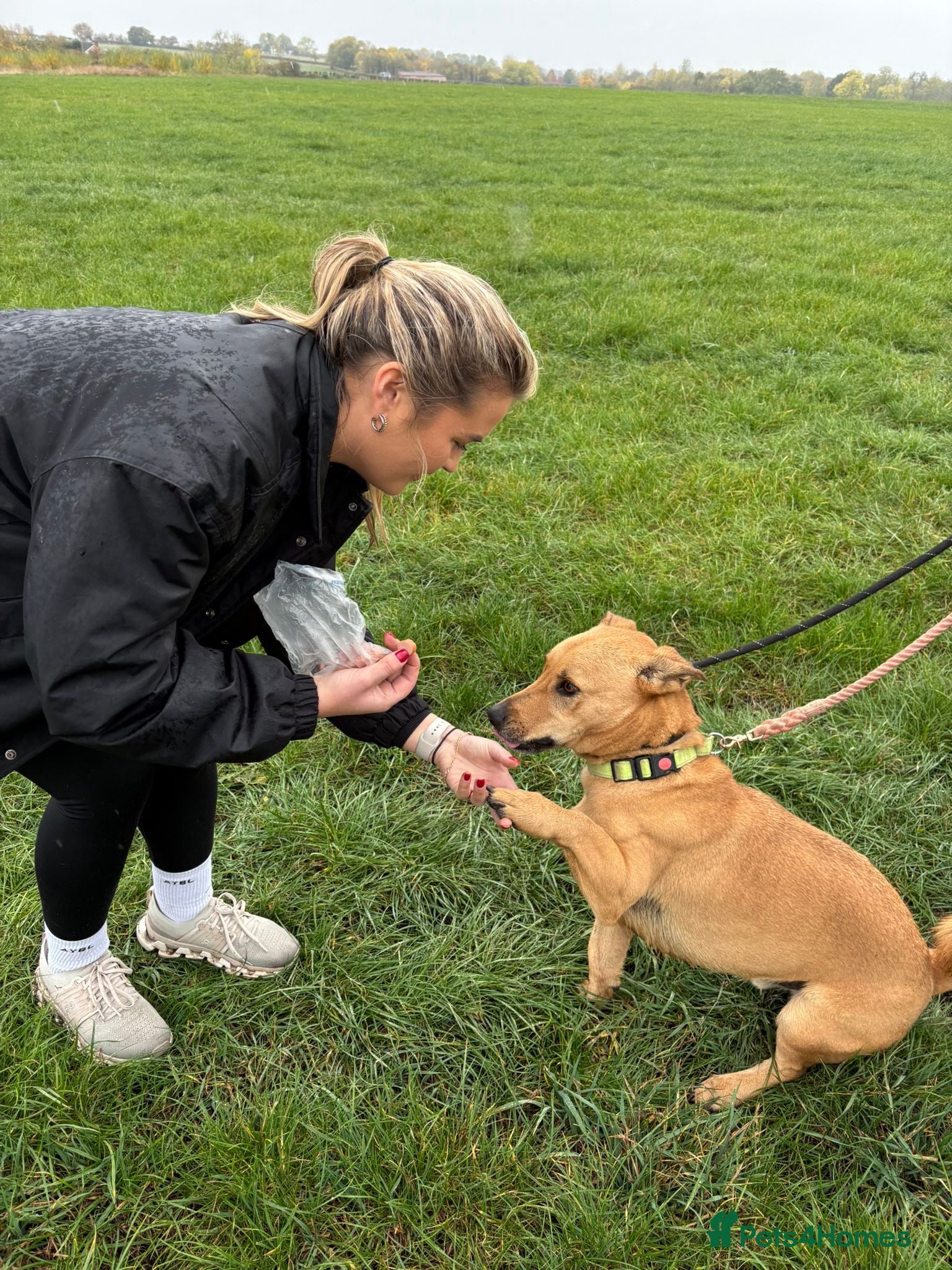 Mixed Breed dogs for adoption: Stevie 💙 - Advert 2