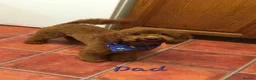 Irish Doodle dogs for sale: 👑Finest Quality Deepest Red Irish Doodles👑 - Advert 13