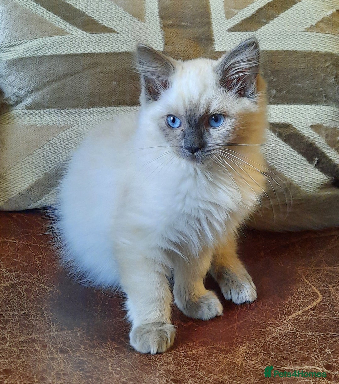 Ragdoll cats for sale: GCCF pedigree ragdoll kittens  - Image 1
