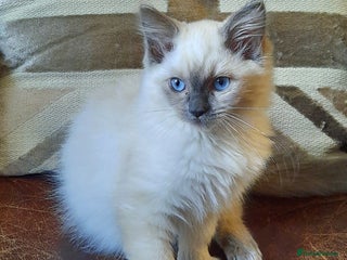 Ragdoll cats - Advert 1