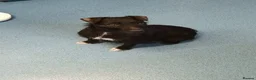 Patterjack dogs for sale: patterjack puppies in West Bromwich - Advert 1