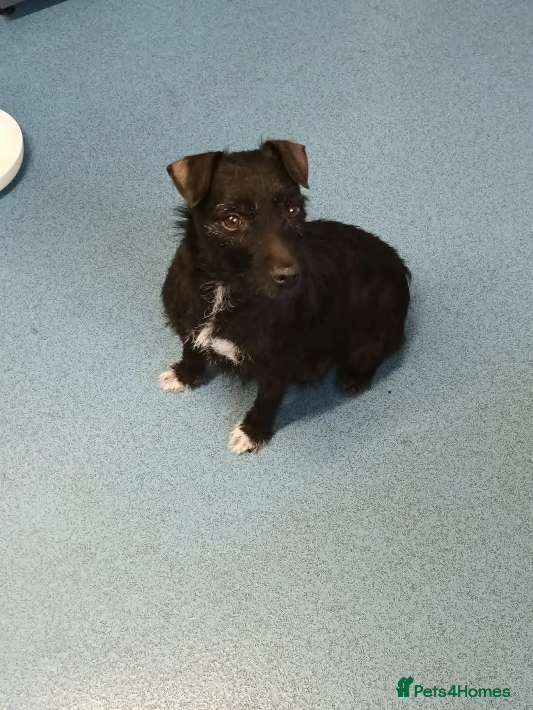 Patterjack dogs for sale: patterjack puppies in West Bromwich - Advert 1