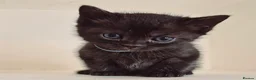 Bengal cats for sale: Bengal X British shorthair - Advert 9