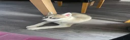 Huskita dogs for sale: Siberian Husky/Huskita Puppy - Advert 3