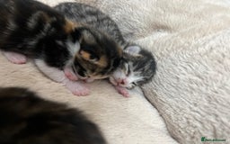 Bengal cats for sale: Rare Bengal Breed In White and Grey Ginger - Image 14