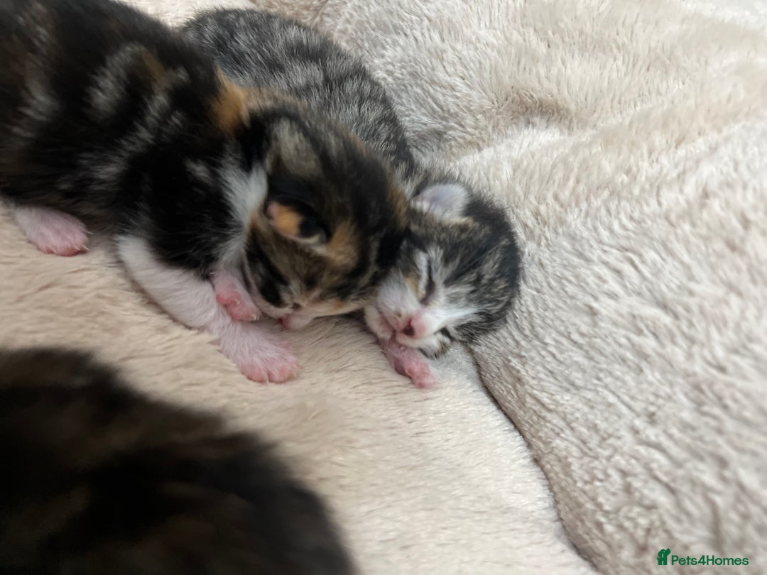Bengal cats for sale: Rare Bengal Breed In White and Grey Ginger - Image 14