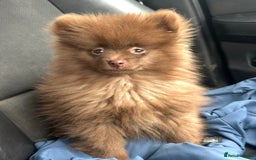 Pomeranian dogs for sale: Adorable Pom puppies 💙❤️ - Image 2