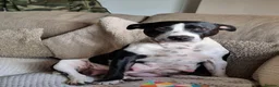 Mixed Breed dogs for sale: Beautiful Staffordshire cross puppies  in Stoke-on-Trent - Advert 1