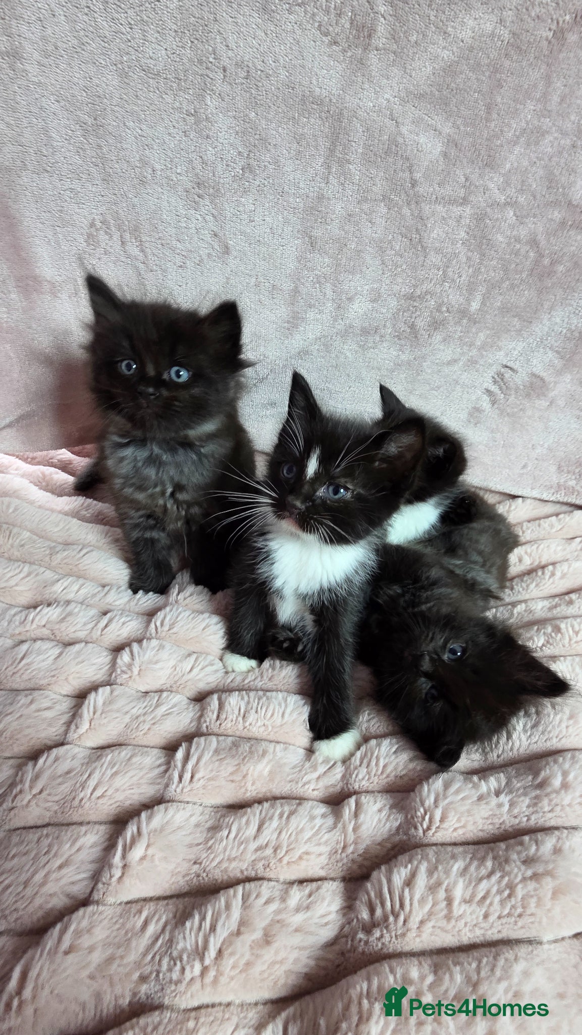 Mixed Breed cats Ragdoll cross kittens - Advert 1