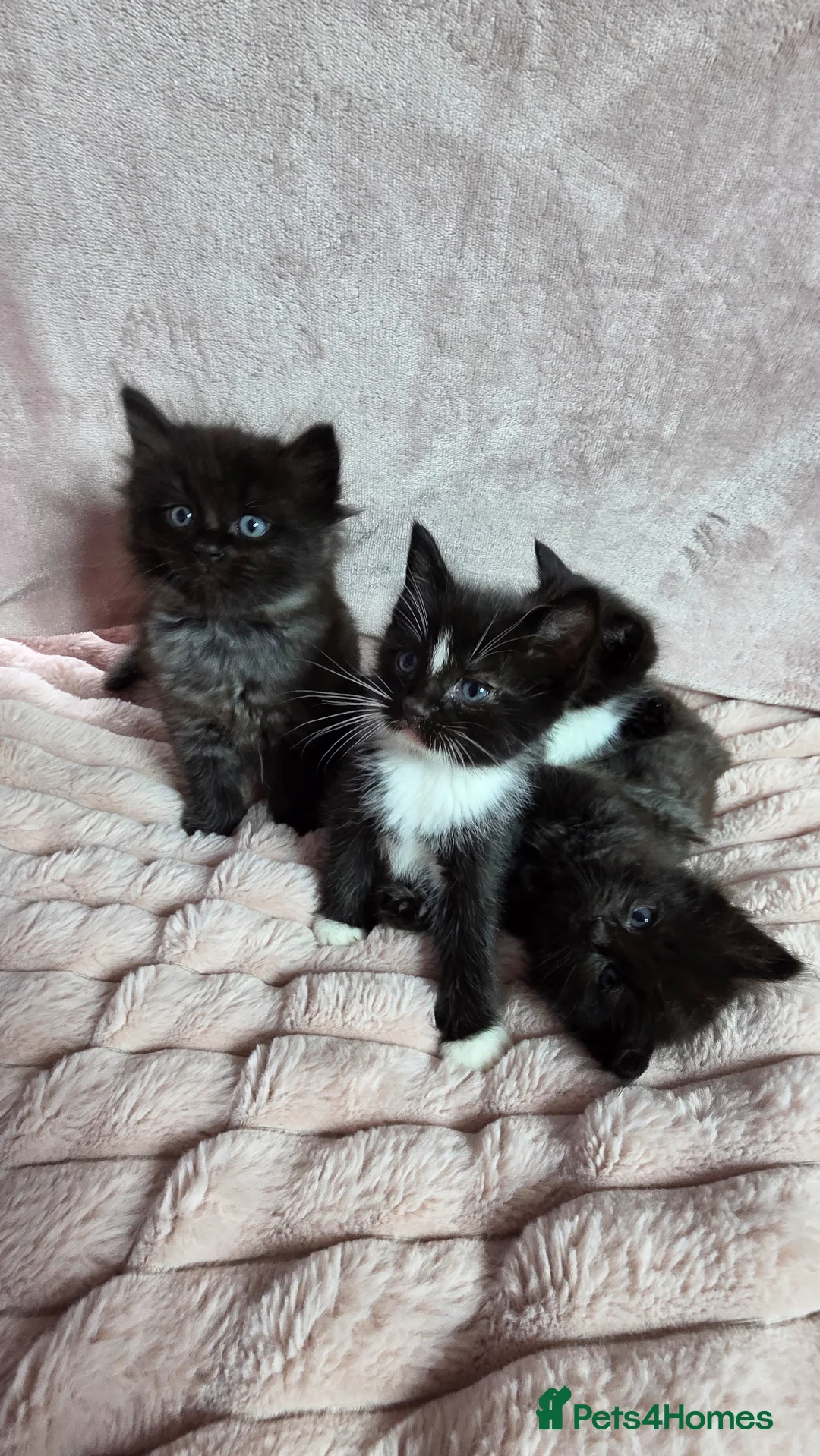 Mixed Breed cats for sale: Ragdoll cross kittens - Advert 1