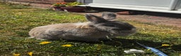 Silver Fox rabbits for sale: 2 bonded females  in Willenhall - Advert 6