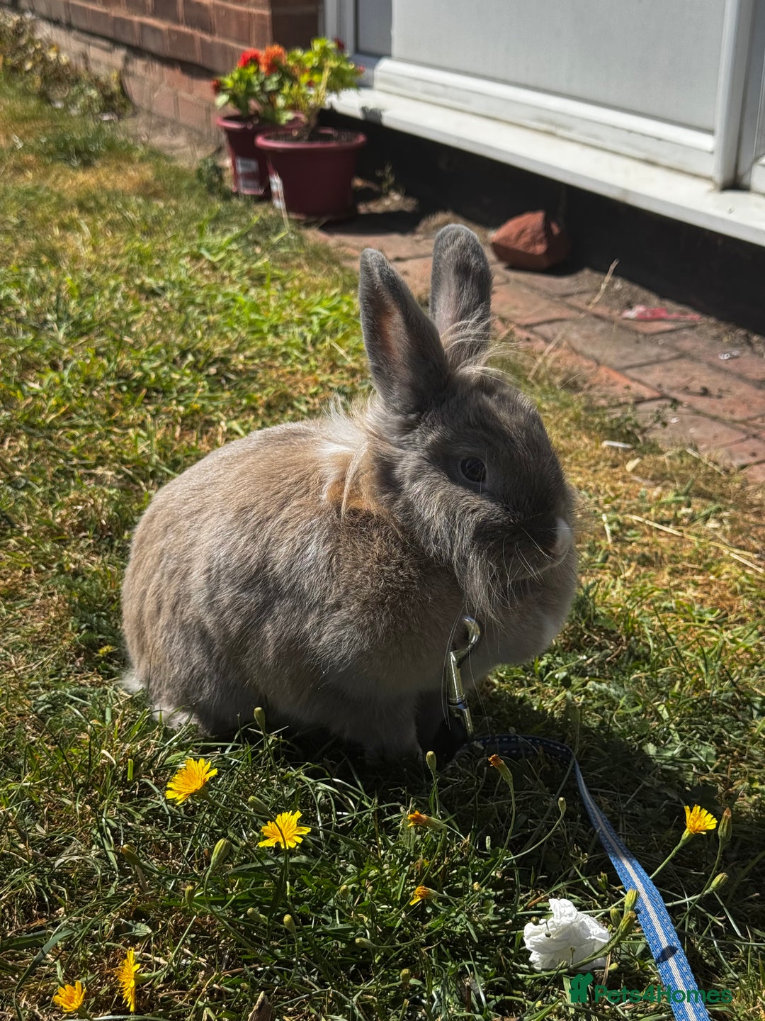 Silver Fox rabbits for sale: 2 bonded females  in Willenhall - Advert 6