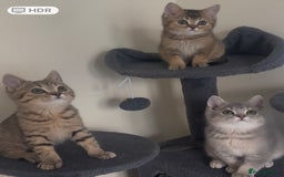 British Shorthair cats for sale: Ready to go BS kittens  - Image 1