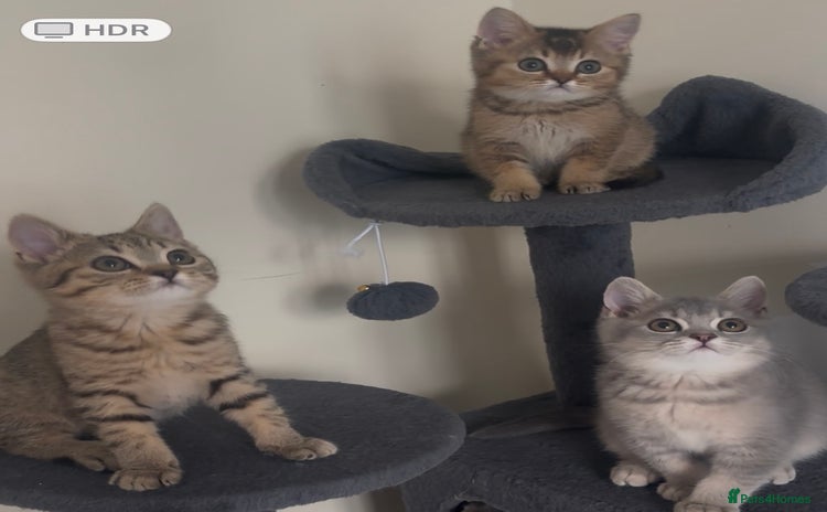 British Shorthair cats - Advert 7