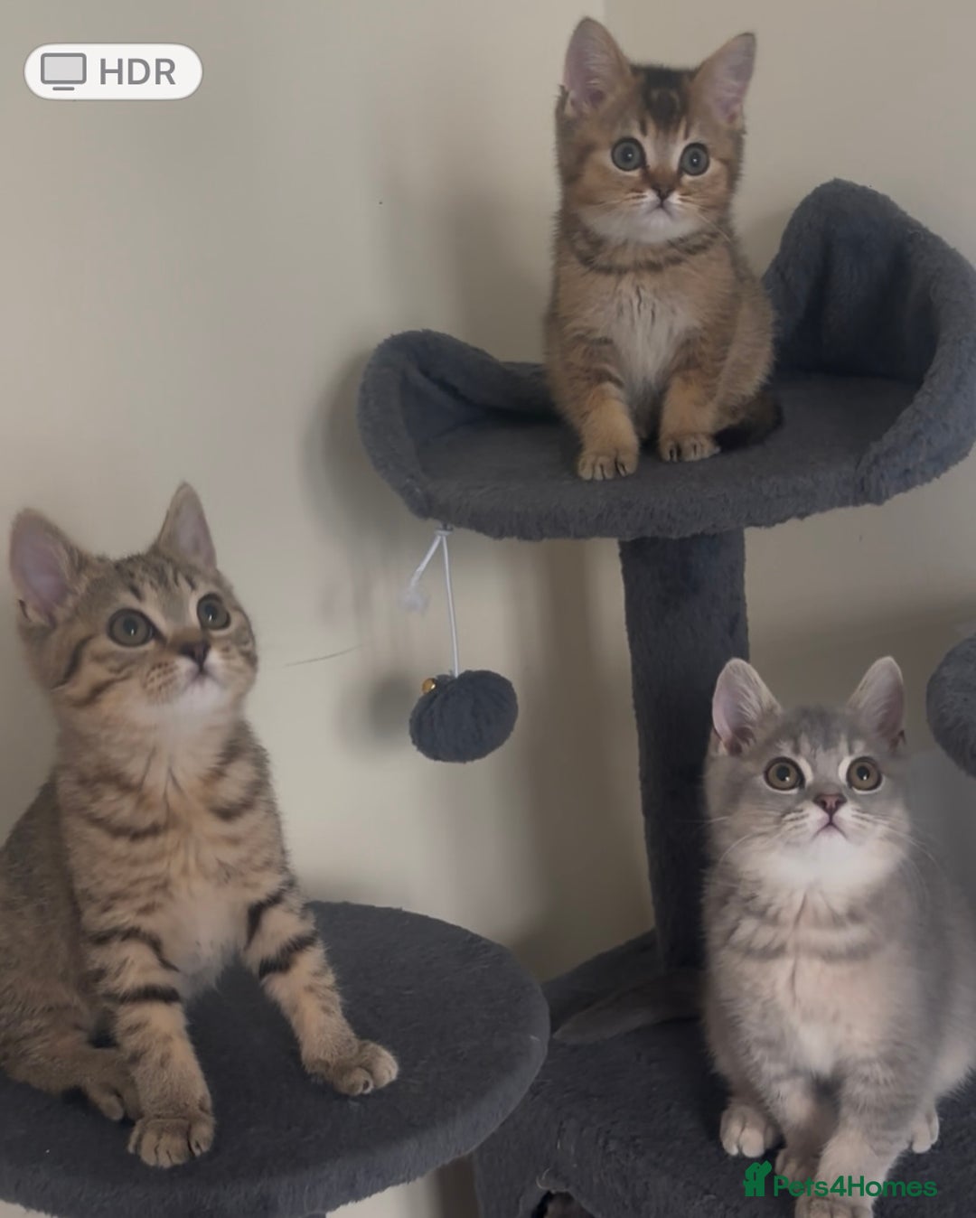 British Shorthair cats for sale: Ready to go BS kittens  - Image 1