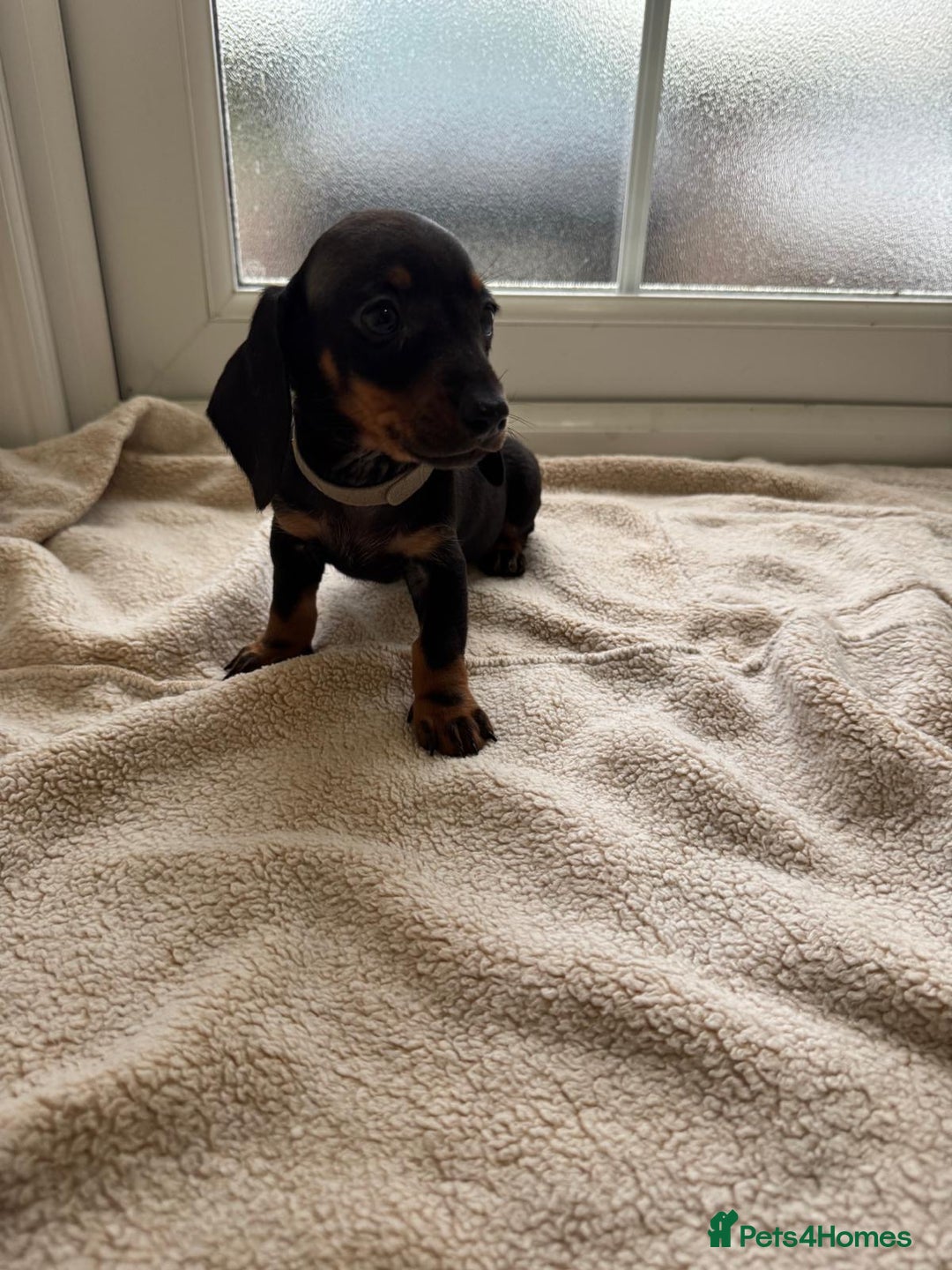 Dachshund dogs for sale: 1 girl available KC miniature dachshund puppies - Advert 7